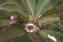 Rhodomyrtus locellata