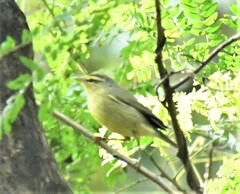 Phylloscopus affinis