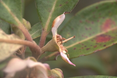 Rhodomyrtus locellata