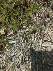 Convolvulus lineatus