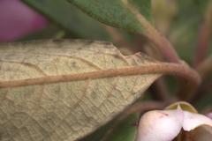 Rhodomyrtus locellata