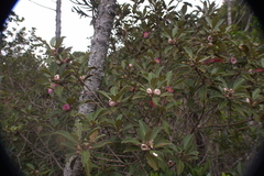 Rhodomyrtus locellata