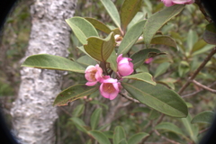 Rhodomyrtus locellata