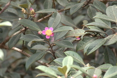 Rhodomyrtus locellata