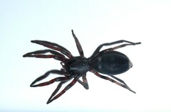 Lampona cylindrata