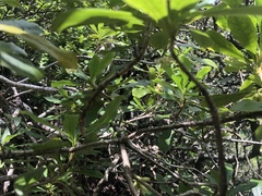 Pittosporum glabrum