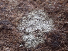 Phlyctis petraea