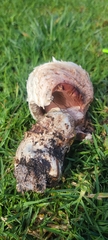 Agaricus bernardii