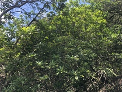 Pittosporum glabrum
