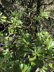 Pittosporum glabrum
