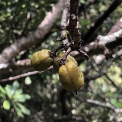 Pittosporum glabrum