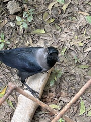 Corvus splendens