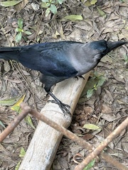 Corvus splendens