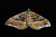 Hydriomena deltoidata