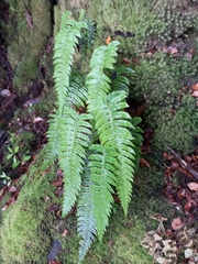 Cranfillia deltoides