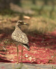 Burhinus capensis