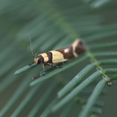 Macrobathra chrysotoxa