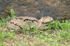 Burhinus capensis