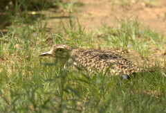 Burhinus capensis