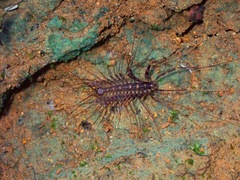 Scutigeridae