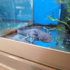 Ambystoma mexicanum