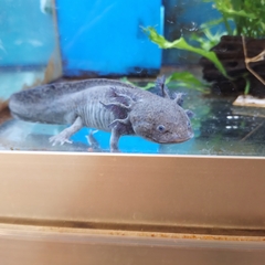 Ambystoma mexicanum
