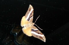 Hydriomena deltoidata