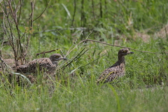 Burhinus capensis