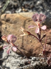 Pelargonium pinnatum