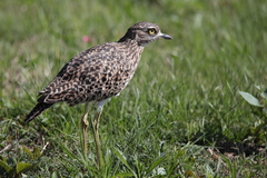 Burhinus capensis