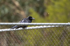 Corvus coronoides