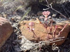 Pelargonium pinnatum