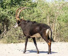 Hippotragus niger niger