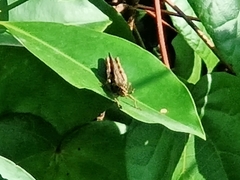 Xenocatantops humilis