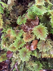 Hypnodendron