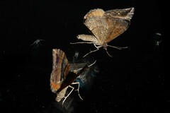 Hydriomena deltoidata