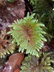 Hypnodendron