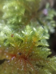 Hypnodendron