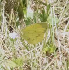 Eurema smilax