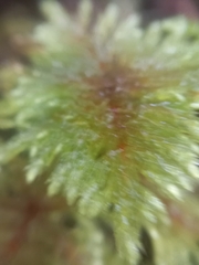Hypnodendron