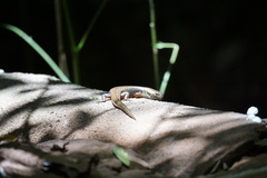 Silvascincus murrayi