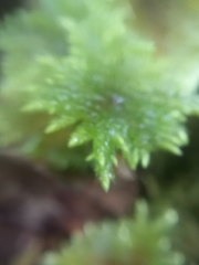 Hypnodendron