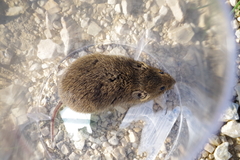 Microtus arvalis