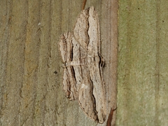 Euphronarcha luxaria