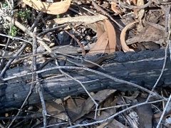 Pseudemoia entrecasteauxii