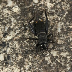Teleogryllus commodus
