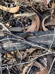 Pseudemoia entrecasteauxii