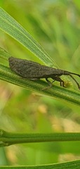 Agriopocoris