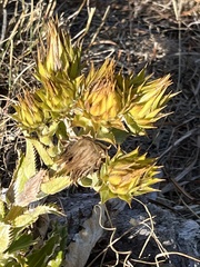 Berkheya armata