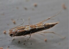 Pyroderces apparitella